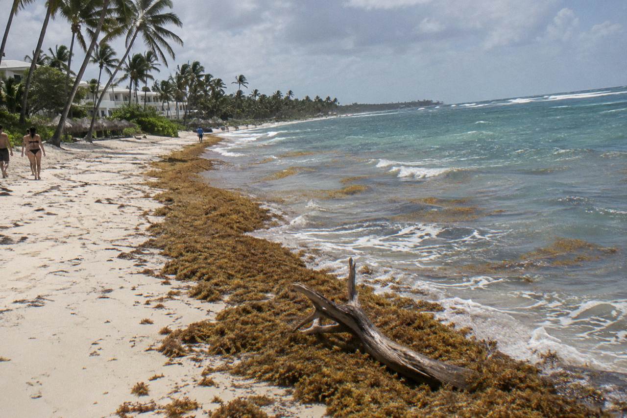 A wide Caribbean beach with turquoise water and a line of floating seaweed along the shoreline