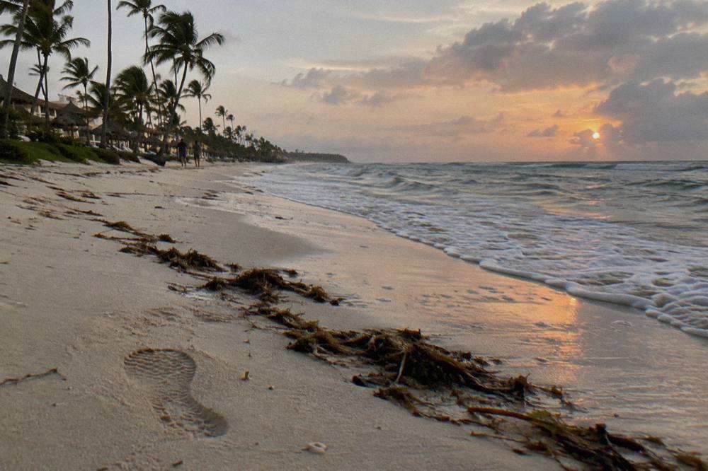 Palm trees along a wide public beach with gentle waves and open sand