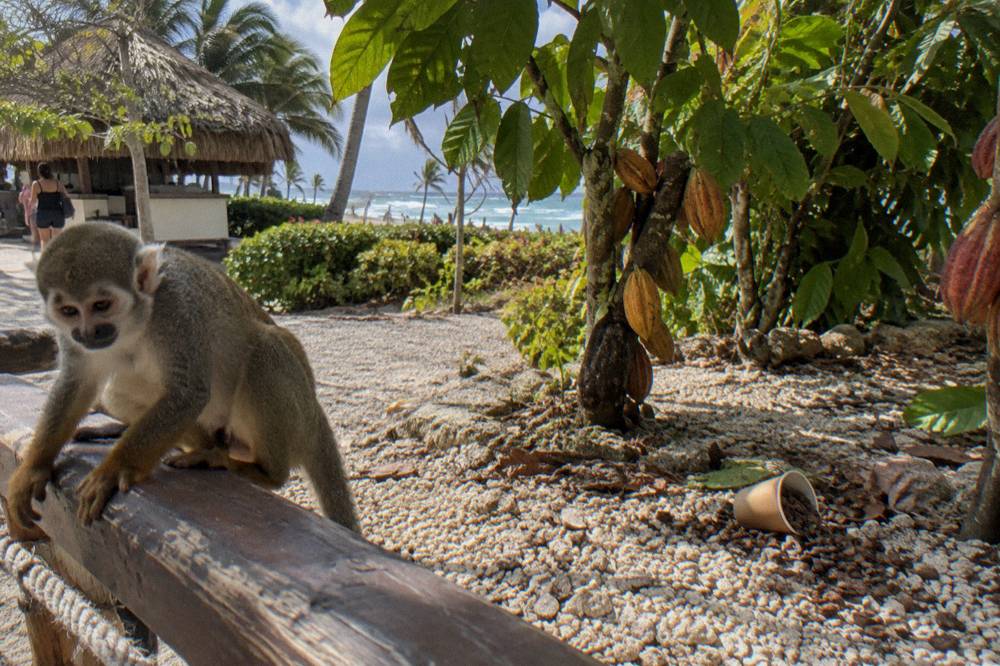 Squirrel monkey perched on a wooden rail in a tropical garden