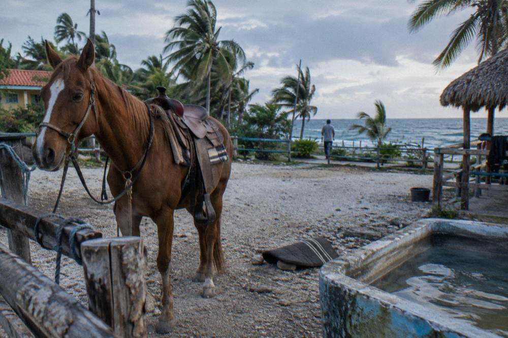 A horse standing saddled beside a rustic ranch fence in the early morning