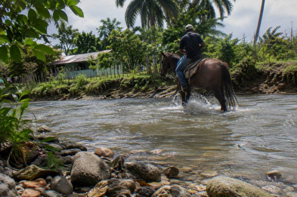 A rider crossing a shallow creek on horseback through green tropical woodland