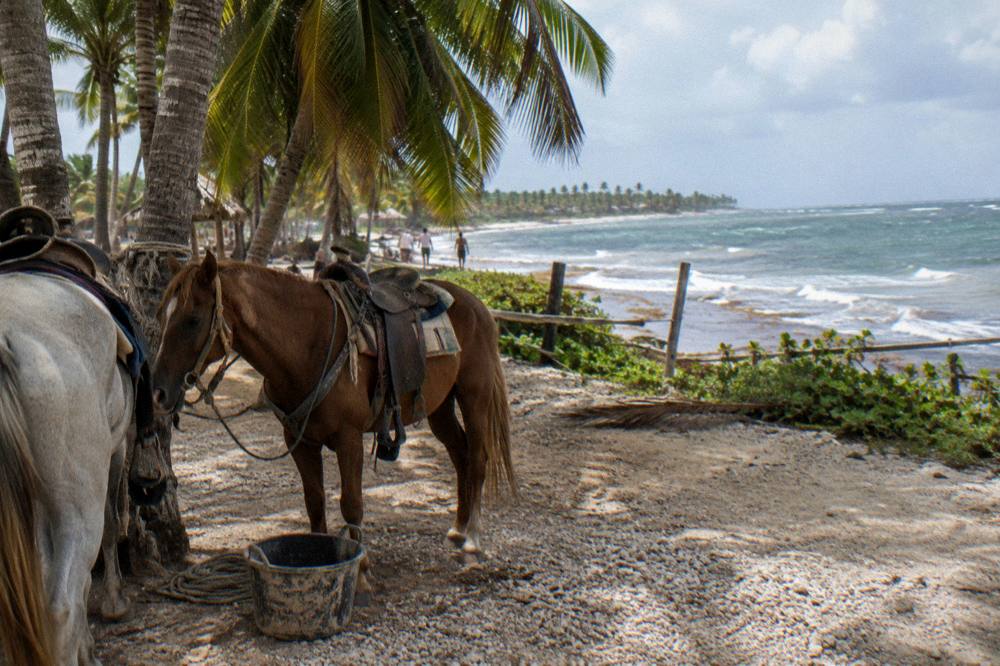 A pair of saddled horses tied in the shade of palm trees near a beach trailhead