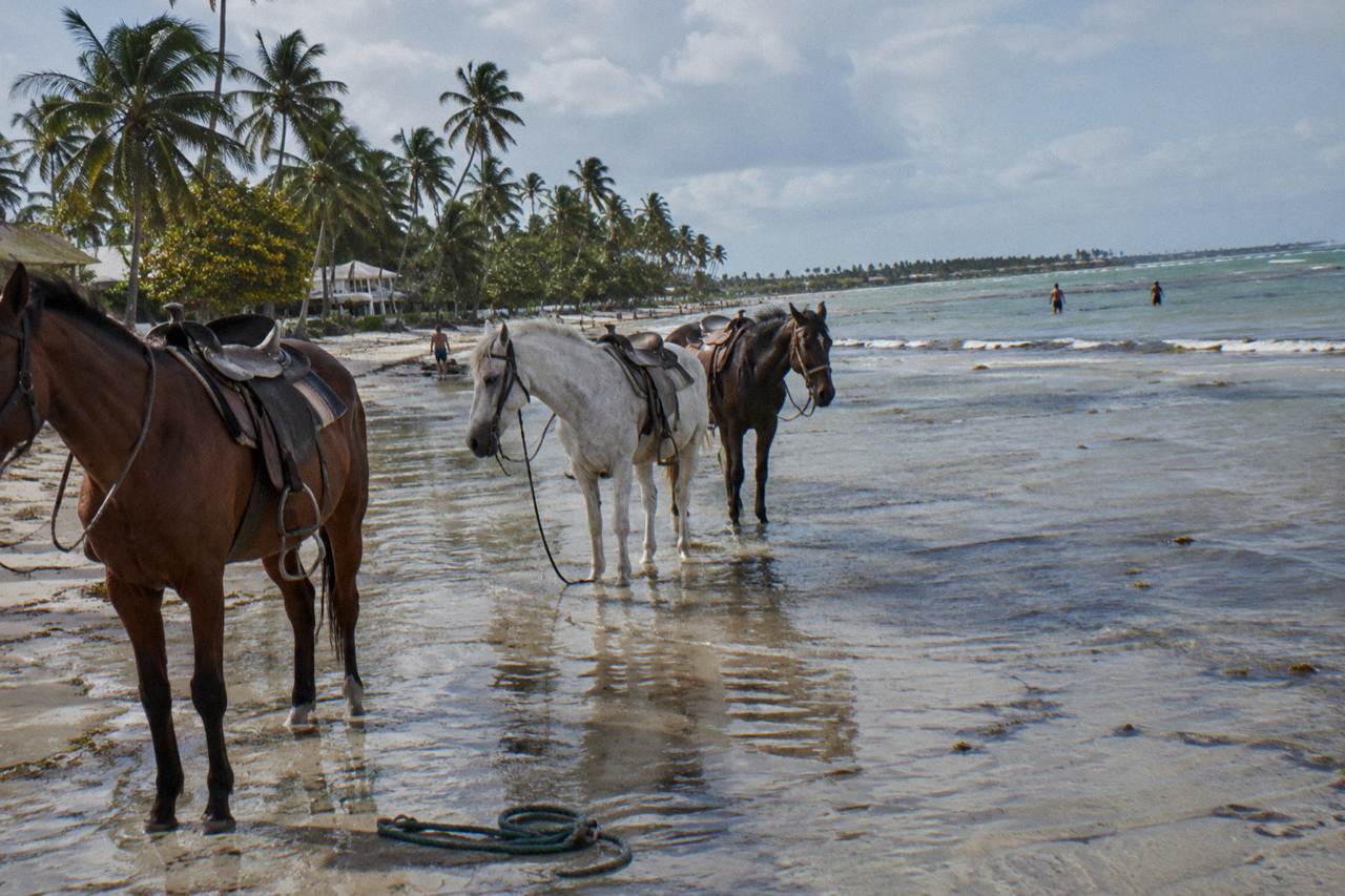 Horses standing on a palm-lined beach in Punta Cana at low tide