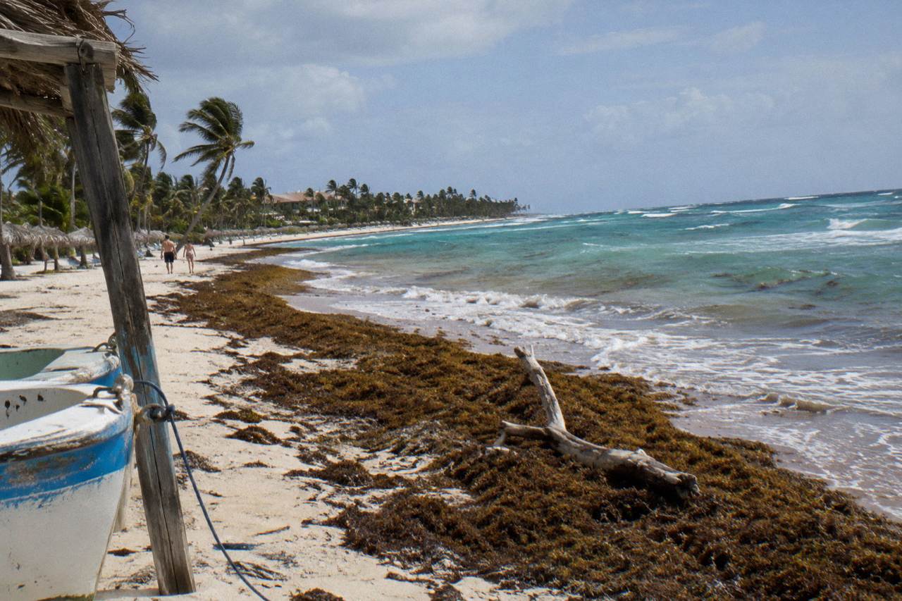 A wide Caribbean beach with turquoise water and a line of brown seaweed along the wet sand under a clear sky