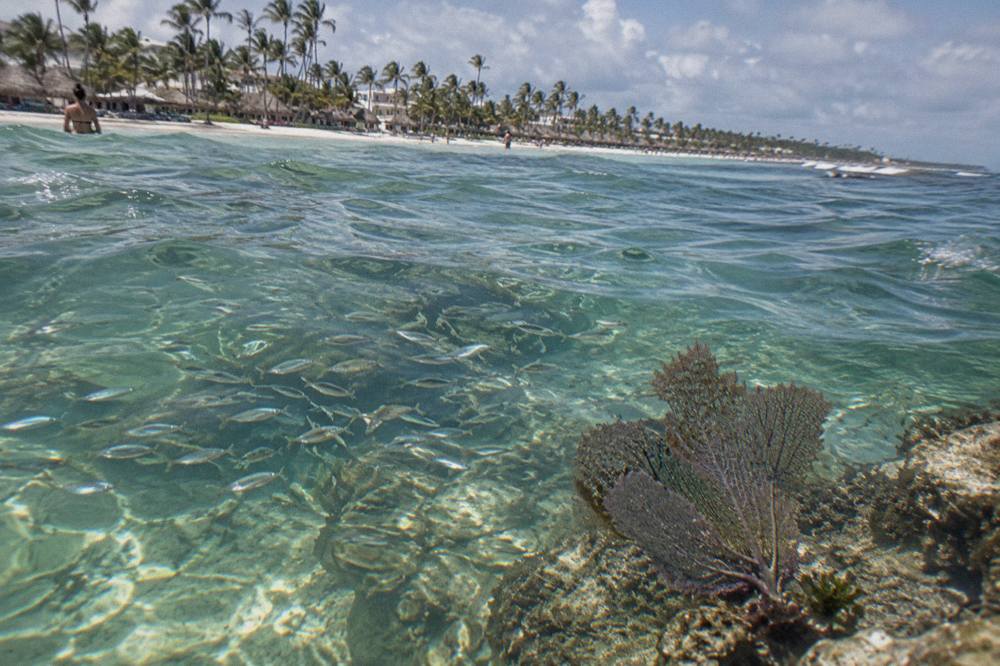 A coral reef in shallow clear water with schools of small fish near the surface