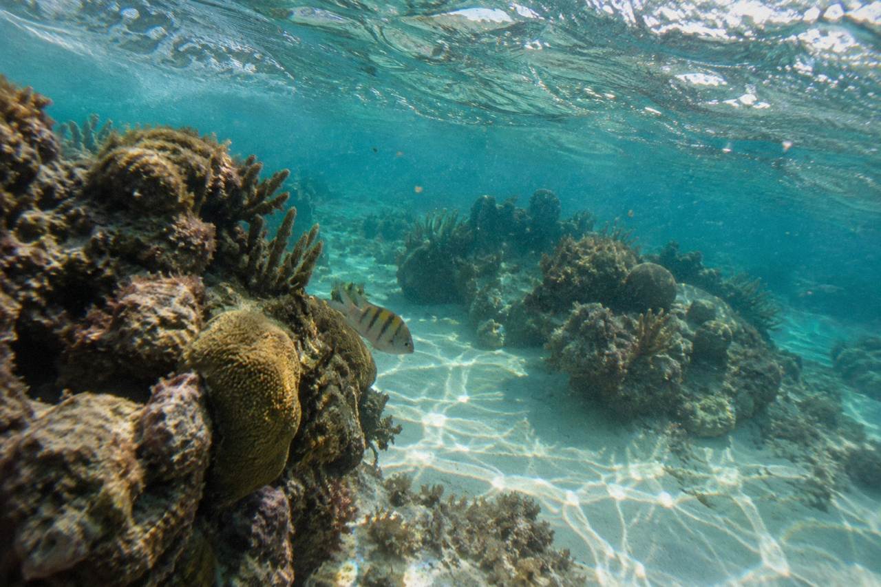 Clear turquoise water over a coral reef with rays of sunlight reaching the sea floor