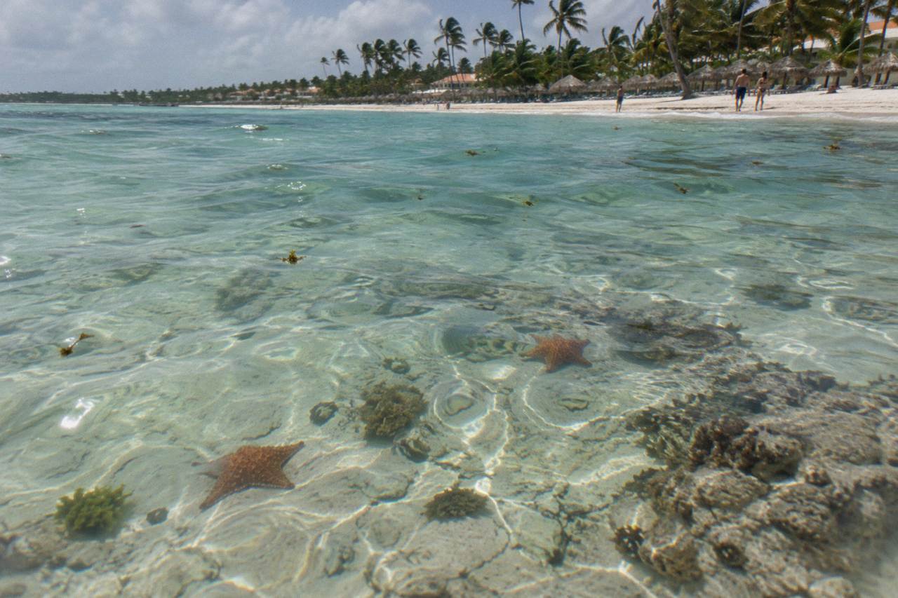 Clear shallow turquoise water over a sandy seabed with patches of coral and scattered starfish
