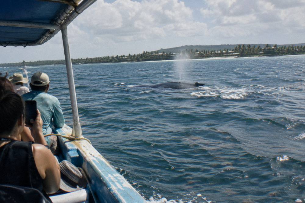 A small tour boat with passengers watching a whale surface nearby in open water