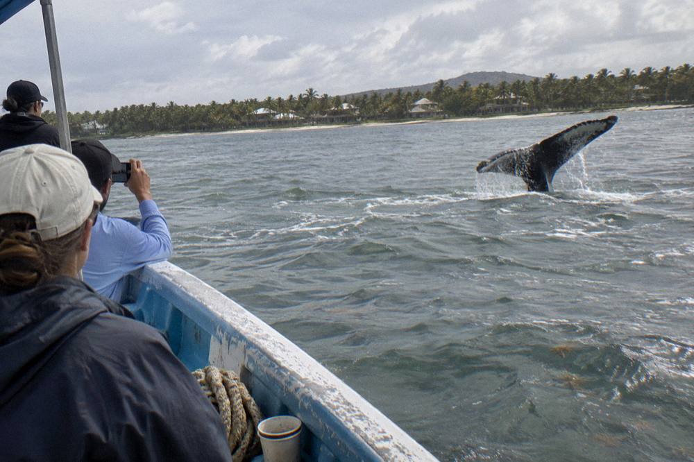 A humpback whale tail fluke rising above calm water before a dive