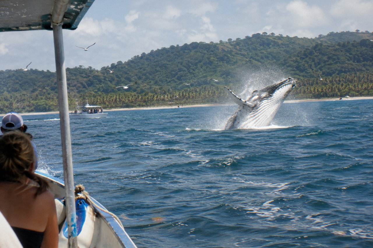 A humpback whale breaching in calm blue bay water near forested hills