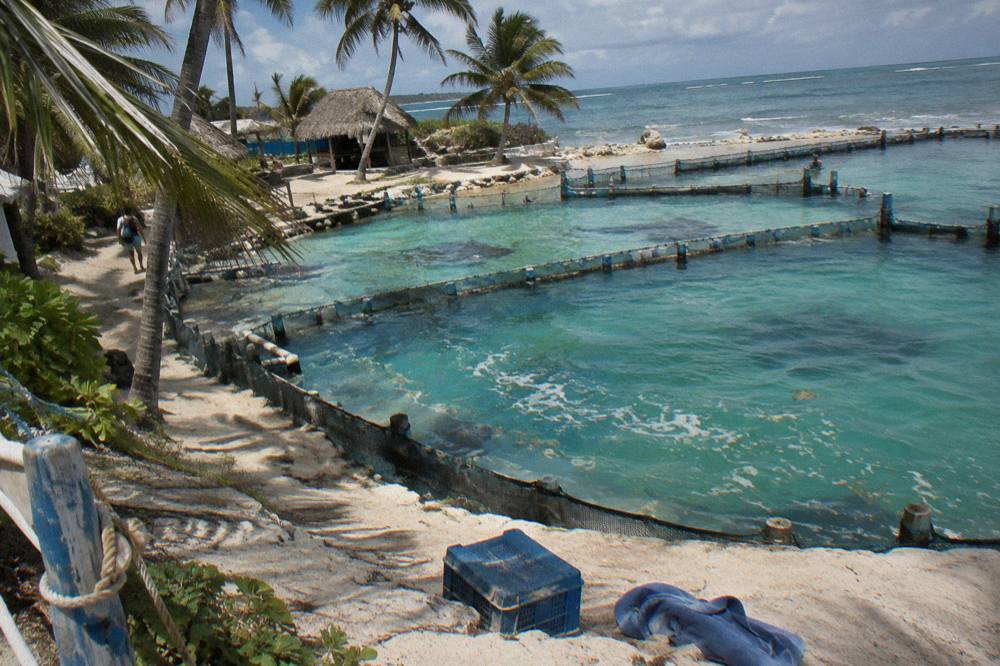 Enclosed turquoise lagoon pens seen from a sandy shoreline with palms