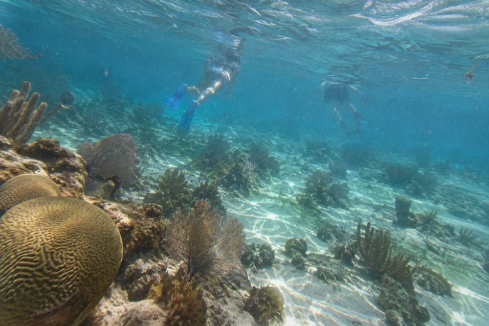 Snorkelers floating above a shallow coral reef in clear blue water